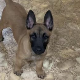 Belgian Malinois from Clark's Belgian Malinois