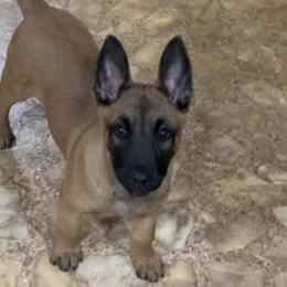 Belgian Malinois from Clark's Belgian Malinois