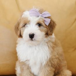 'Darla' Purple Collar Female Medium Bernedoodle - Yellow and white female Bernedoodle puppy in Kamas, Utah from A + E Farms