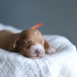 Oak - Red male Cockapoo puppy in Canastota, New York from Silver City Cockapoos