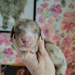 Puppy 3 Light - Dapple female Dachshund puppy in Clayton, Indiana from Love Struck Miniature Dachshunds