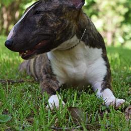 Miniature Bull Terrier Puppies from Rossi River Minibulls