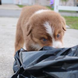 Australian Shepherd Puppies from Kiki's Aussies