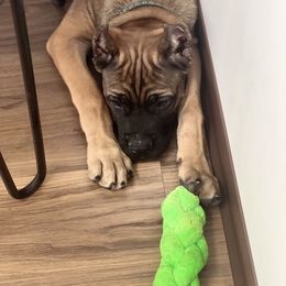 Cane Corso Puppies from Paw City Kennel