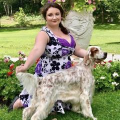 Ginger - English Setter