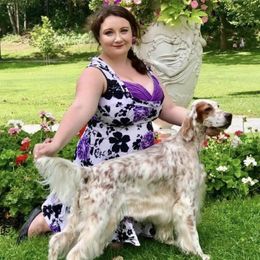 Ginger - English Setter