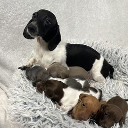 Dachshund Puppies from JnA Dachshunds