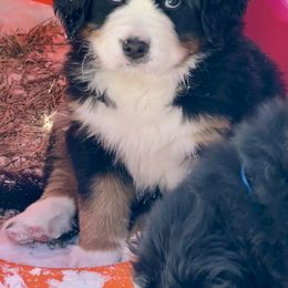 Bernese Mountain Dog Puppies from Breaking Trail Berners