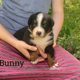 Bunny OFA - Black rust and white female Bernese Mountain Dog puppy in Strasburg, Ohio from Lois Allison