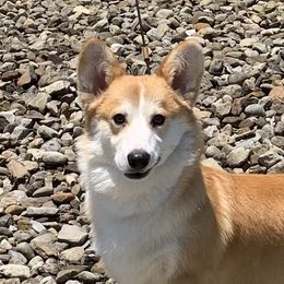 Lincoln - Pembroke Welsh Corgi