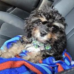 Cavapoo Puppies from Cumberland Cavapoos