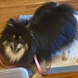 Molly - Pomeranian