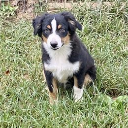 Girl 2 - Black tri female Miniature Australian Shepherd puppy in Harmony, North Carolina from Carolina Pride Aussies