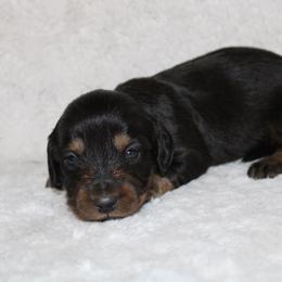 Skittles - Black and tan female Dachshund puppy in Powderly, Texas from Kuttin’ Up Mini Aussies