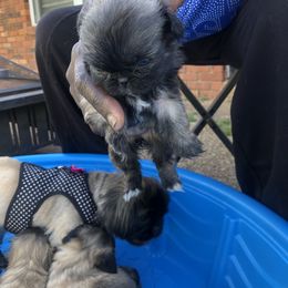 Pekingese Puppies from Pekingese Forever Home