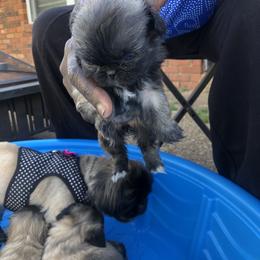 Pekingese Puppies from Pekingese Forever Home