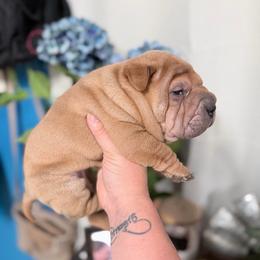 Jagger - Brown sable male Chinese Shar-Pei puppy in Lehigh Acres, Florida from Florida Wrinkles