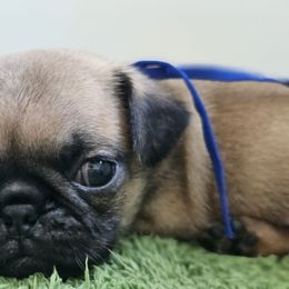 Blue - Fawn male Pug puppy in Tallapoosa, Georgia from West Georgia Pugs