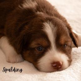 Spalding - Red tri male Miniature Australian Shepherd puppy in Blackfoot, Idaho from Bellewynd Acres