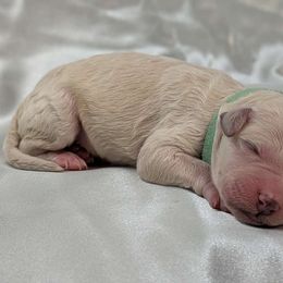 Cotton - Poodle puppy from Ghibli Poodles