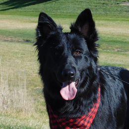 German Shepherds and Poodles from United Broughton Kennel