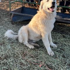 Bruce - Colorado Mountain Dog