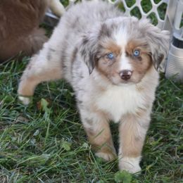 Australian Shepherd Puppies from Driftless Australian Shepherds