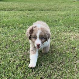 Australian Shepherd Puppies from PCG Farms