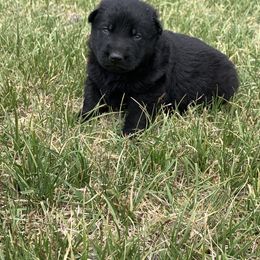 American Eskimo Dog and German Shepherd Puppies from Lone Cone Kennels