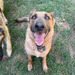 Foxy - Blue female German Shepherd puppy in Pelham, North Carolina from P & P Shepherds