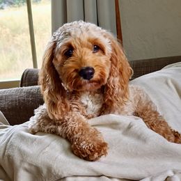Coco - Cavapoo