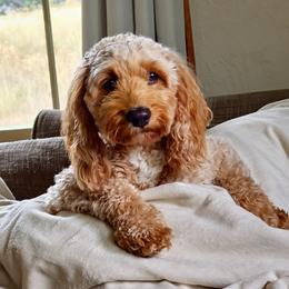 Coco - Cavapoo
