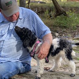 Poodle Puppies from RP Bar Ranch Royal Poodles and Doodles