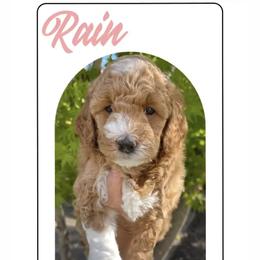 Goldendoodle Puppies from Paddington Doodles