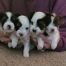 Yorkshire Terrier puppies from Hidden Gems Parti Yorkies