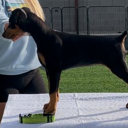Girl 2 - Doberman Pinscher puppy from Mystical Doberman Pinchers