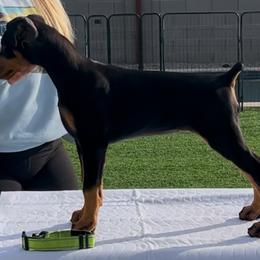 Girl 2 - Doberman Pinscher puppy from Mystical Doberman Pinchers