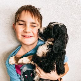Sheepadoodle Puppies from Kings Doodles