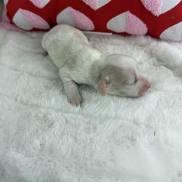 Boy 1 - Cream male Dachshund puppy in Mineral Wells, Texas from Chilidog Dachshunds