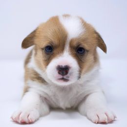 Gloria - Fully Health Tested Parents - Red female Pembroke Welsh Corgi puppy in Tracy, California from Limitless Huskies