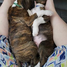 Boxer Puppies from Keen Boxers
