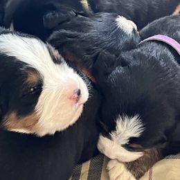 Bernese Mountain Dog Puppies from Foggy Mountain Berners