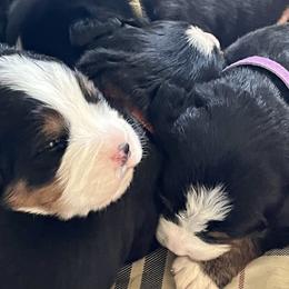 Bernese Mountain Dog Puppies from Foggy Mountain Berners