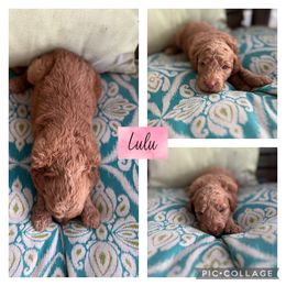 Assorted Doodle Crosses and Goldendoodle Puppies from Sweet Southern Doodles