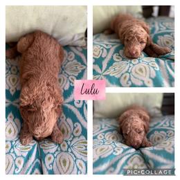 Assorted Doodle Crosses and Goldendoodle Puppies from Sweet Southern Doodles