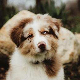Australian Shepherd Puppies from AussieLand Shepherds