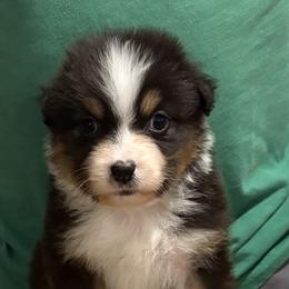BTM - Black tri-color male Australian Shepherd puppy in Greenville, South Carolina from Elusive Australian Shepherds