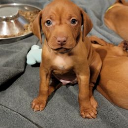 Blue Collar Boy - Golden rust male Vizsla puppy in Springfield, Ohio from Amy's Vizslas