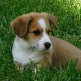 Cardigan Welsh Corgi Puppies from Penfro Corgis