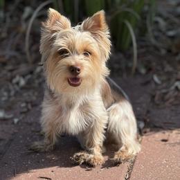 Coco - Yorkshire Terrier